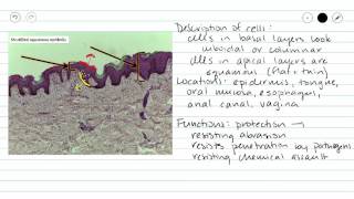 Stratified Squamous Epithelium [upl. by Aicirpac]