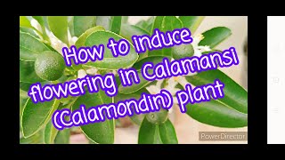 How to induce flowering in Calamansi Calamondin plant [upl. by Ruberta]