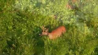 Rehbockjagd im Zillertal [upl. by Ulah8]