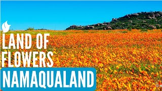 Land of Flowers  NAMAQUALAND SOUTH AFRICA [upl. by Homovec]