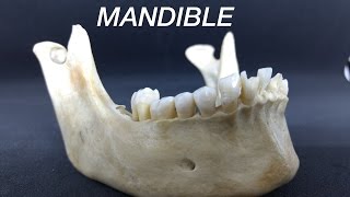 MANDIBLE  GENERAL FEATURES amp ATTACHMENTS [upl. by Berkley]