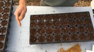 American Sycamore Seeding [upl. by Oliana285]