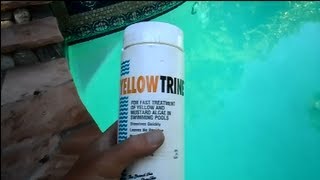 Yellowtrine Algae Treatment [upl. by Gellman]