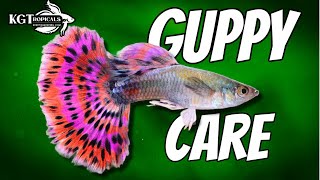 Guppy Fish Care 10 Things You Should Know About Guppies Great Beginner Fish [upl. by Enois6]