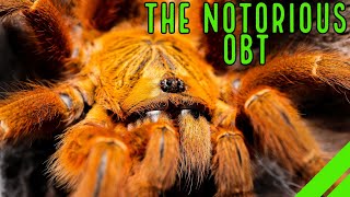 Orange Baboon Tarantula OBT Pterinochilus murinus Care amp Husbandry [upl. by Reffotsirhc]