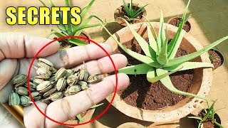 ALOE VERA PLANTS SECRETS CARE TIPS Do’s amp Don’ts  Automatic Propagation [upl. by Barger]