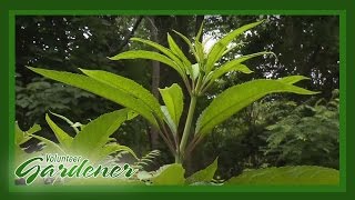 Medicinal Herbs Lisas Greenhouse amp Gardens  Volunteer Gardener [upl. by Valeta]