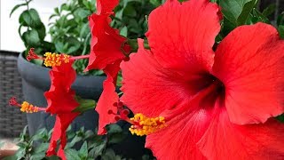 FOUR TIPS ON HIBISCUS TREE CARE  MY PERSONAL EXPERIENCE  SIMPLE [upl. by Annaeg]