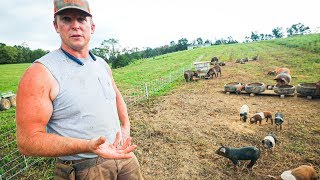 Pasture Perfect Pigs at Scale 400 [upl. by Severin]