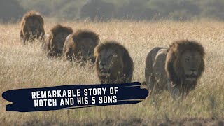 RISE AND FALL OF NOTCH COALITION OF MALE LIONS  THE NOTCH COALITION MINI DOCUMENTARY [upl. by Gennaro894]