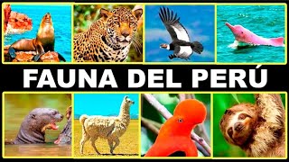 Los Animales más Fascinantes del Perú [upl. by Henley]