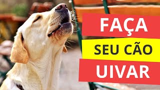 Som para Fazer seu Cão Uivar  Som de Cachorro Uivando [upl. by Andre123]