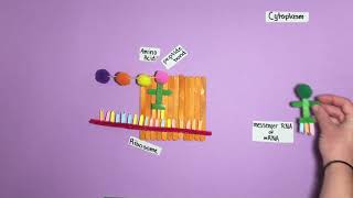 Polypeptide Synthesis Model [upl. by Kwang305]