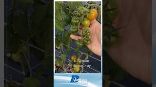 Parthenocarpic Large Cherry Tomato [upl. by Vito]