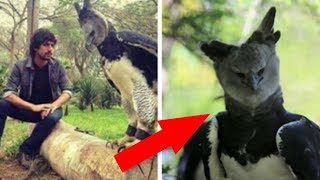 The Harpy Eagle Is A Bird So Big That Some People Think It’s A Person In A Costume [upl. by Gaultiero]