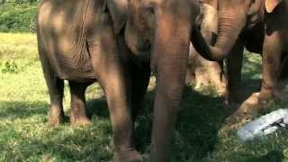 Elephant Sound  ElephantNews [upl. by Yelah832]