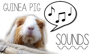 How To Tell Guinea Pig Sounds [upl. by Nahsin592]