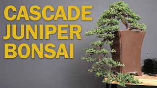 Cascade Bonsai  Juniper Refinement amp Creating Depth [upl. by Ardnikal]