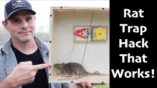 A Rat Trap Hack That Works How To Catch MORE Rats amp Mice  Mousetrap Monday [upl. by Frannie288]