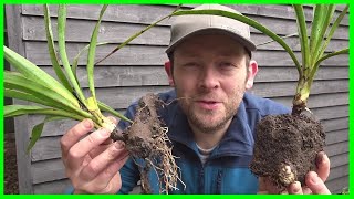 How to Grow Yucca Plants from Cuttings [upl. by Karol]