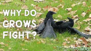 Why do crows fight [upl. by Saudra]