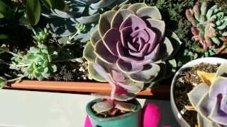 How to tell if your echeveria is thirsty or etiolated [upl. by Sparkie]