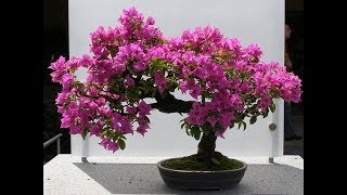 Bougainvillea bonsai repotting method and growing at home successfullyGREEN PLANTS [upl. by Berty823]