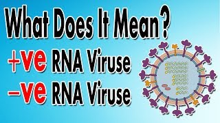 Transcription and Translation  Protein Synthesis From DNA  Biology [upl. by Sharleen437]