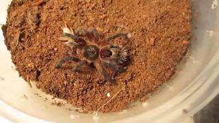 Part 1 of 3 From Beginner To Advanced Tarantula KeepingFeeding [upl. by Susi]