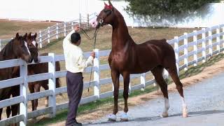 American Saddlebred Stallion  Soquilis By George [upl. by Teece]