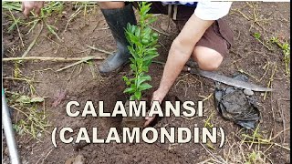 How to Grow Calamansi Calamondin  Tamang pagtatanim ng Kalamansi  Plant Lovers Diary [upl. by Nwatna]