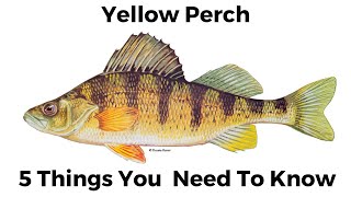 5 Things You Need To Know About Yellow Perch [upl. by Oliviero]