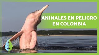 10 Animales en PELIGRO de EXTINCIÓN en COLOMBIA ⚠️🐻 [upl. by Adnahsal247]