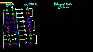 DNA to mRNA to Polypeptide [upl. by Scriven]