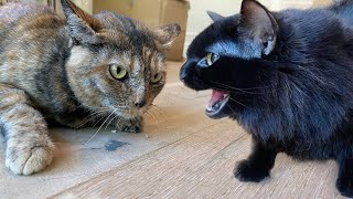 Introducing My Stray Cats To Each Other amp Forcing Them To Be Friends [upl. by Devaj]