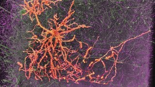 Neurons amp Synapses [upl. by Vonnie]