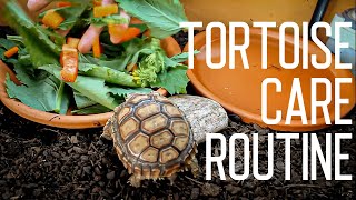 Tortoise Daily Care Routine  Feeding Time [upl. by Zurheide283]