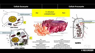 Biologie cellulaire résumé [upl. by Craw]