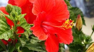 Tropical Hibiscus YearRound [upl. by Faucher]