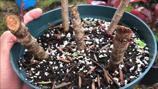 Growing RED TI LEAF Plant  Cordyline Fruticosa [upl. by Iene812]