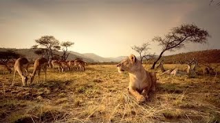 Nat Geo WIld Wildlife of AFRICA Documentary HD [upl. by Straus]