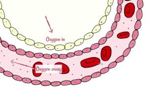 Alveoli Gas Exchange [upl. by Alegna]