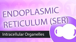 Intracellular Organelles Smooth Endoplasmic Reticulum SER [upl. by Najib]