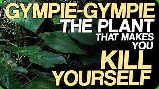 GympieGympie  The Plant That Makes You Kill Yourself Our Most Painful Experiences [upl. by Loomis]