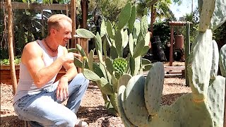 Growing THE BEST EDIBLE CACTUS [upl. by Yalhsa]