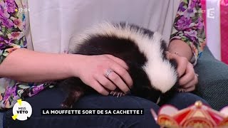 La mouffette sort de sa cachette [upl. by Aidahs]