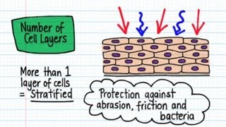 Classification of Epithelia  Drawn amp Defined [upl. by Shadow]