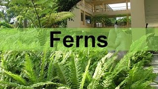 Fern Plants and their Life Cycle seedless vascular updated [upl. by Dreddy]