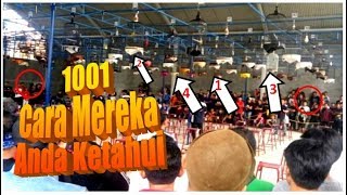 Perhatian cara sahabat kicau lovers merusak gantangan lovebird waktu kontes atau lomba [upl. by Eimrots967]