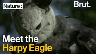 Meet the Harpy Eagle [upl. by Lein]